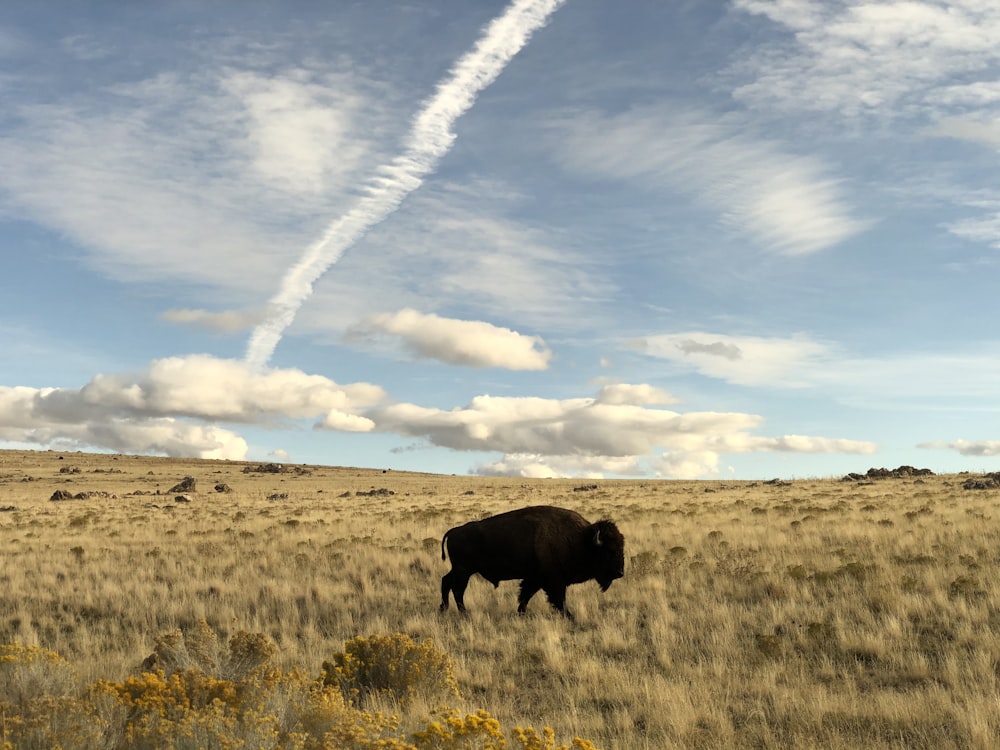 black cow on green grass field