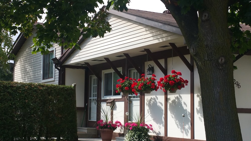 red flowers hanging outside house