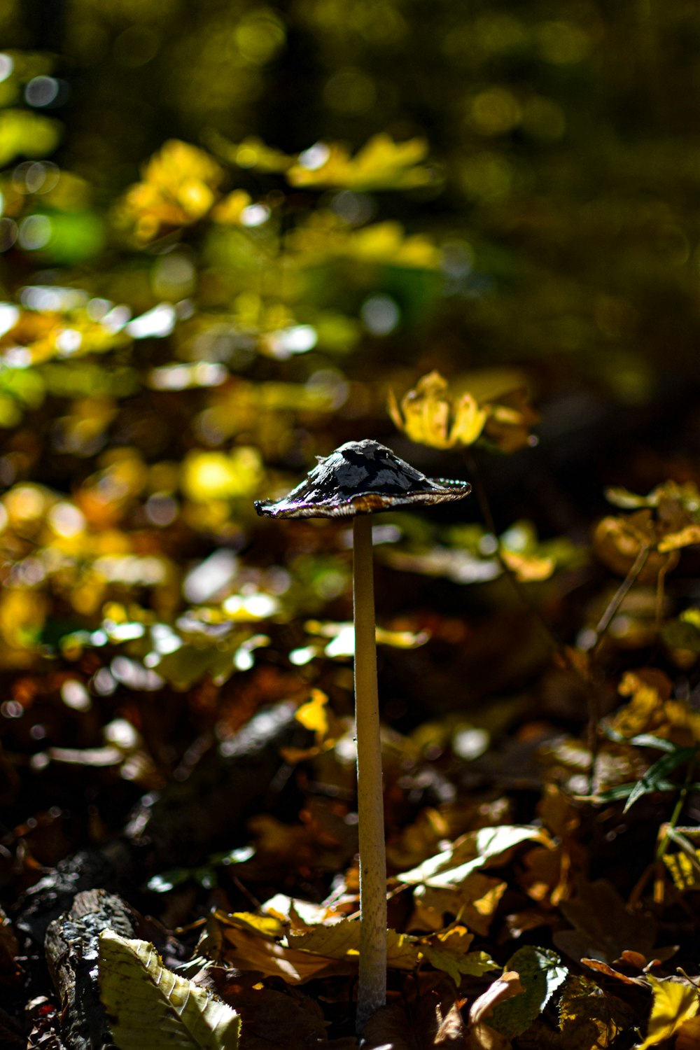 black and white mushroom