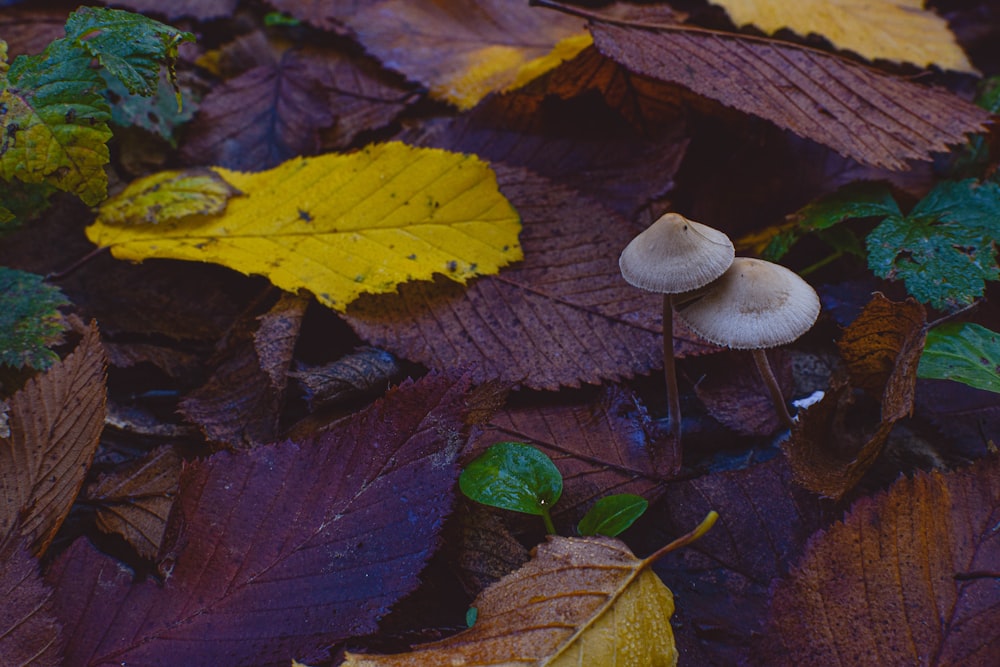 white mushroom