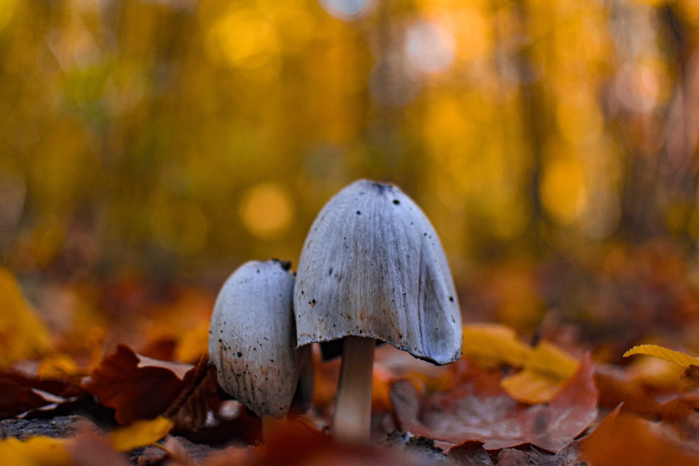 funghi grigi nel terreno accanto alle foglie