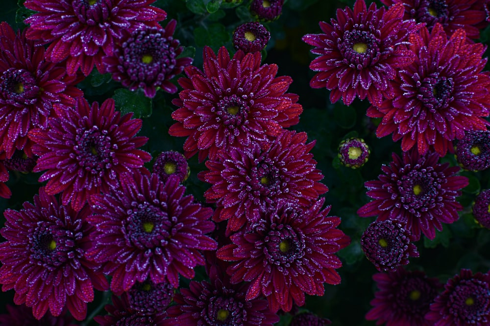 flores rojas y moradas