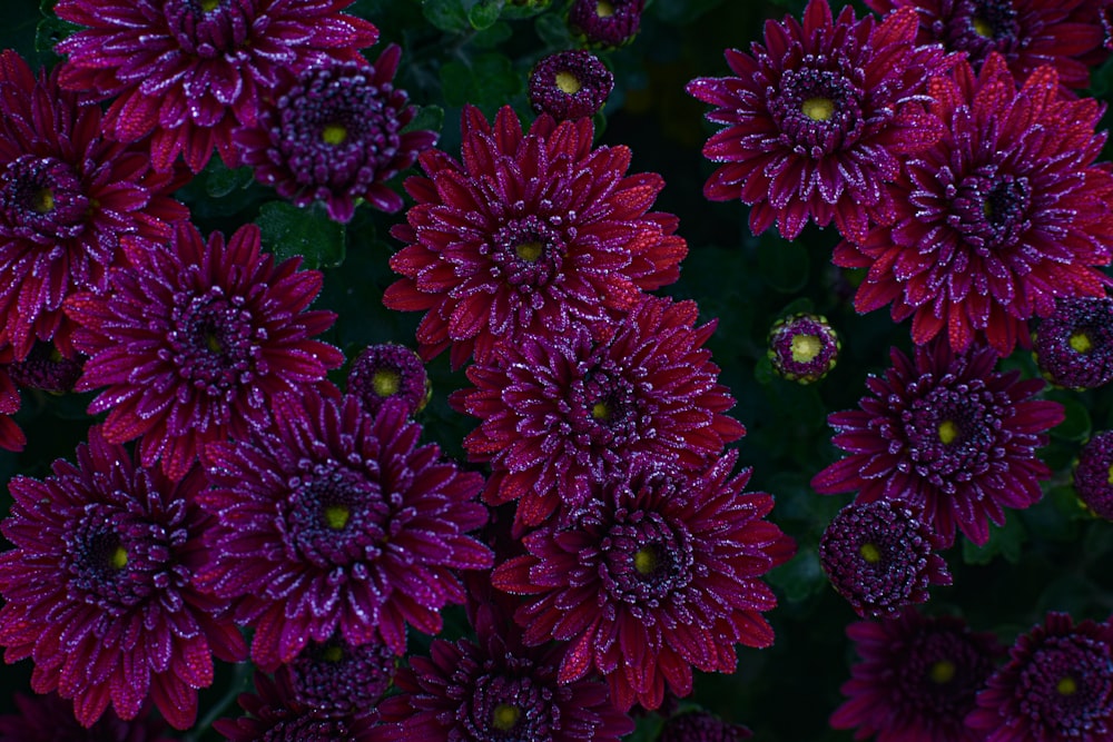 red-and-purple flowers