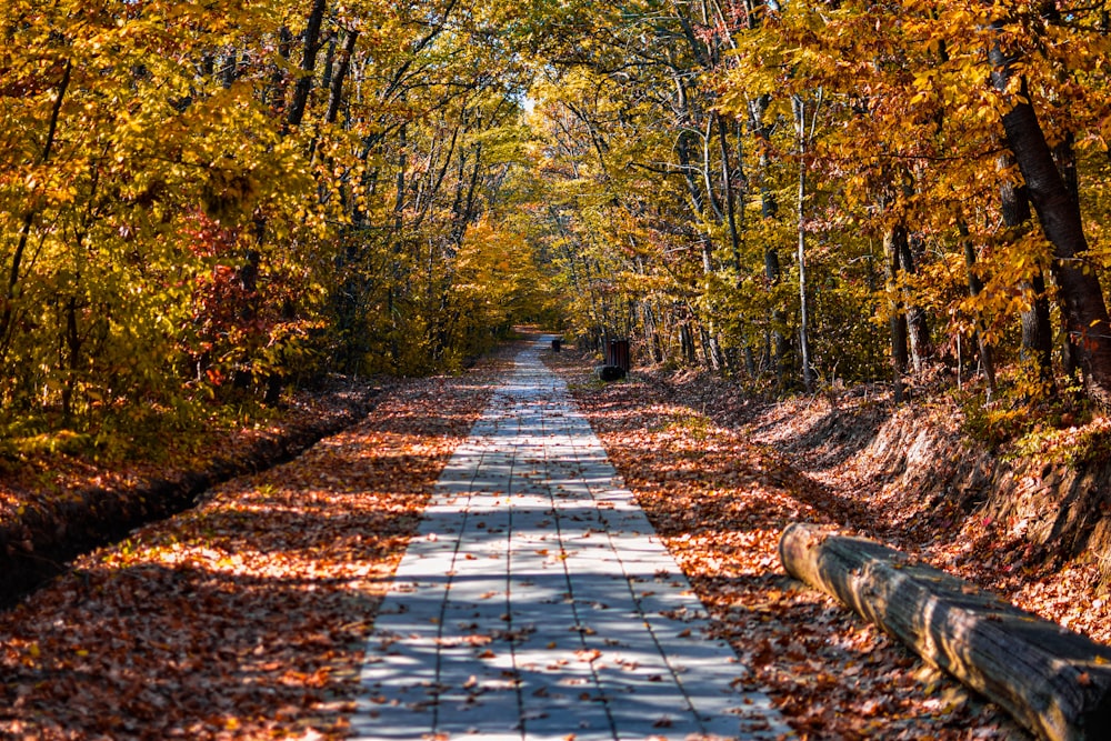 pathway in park