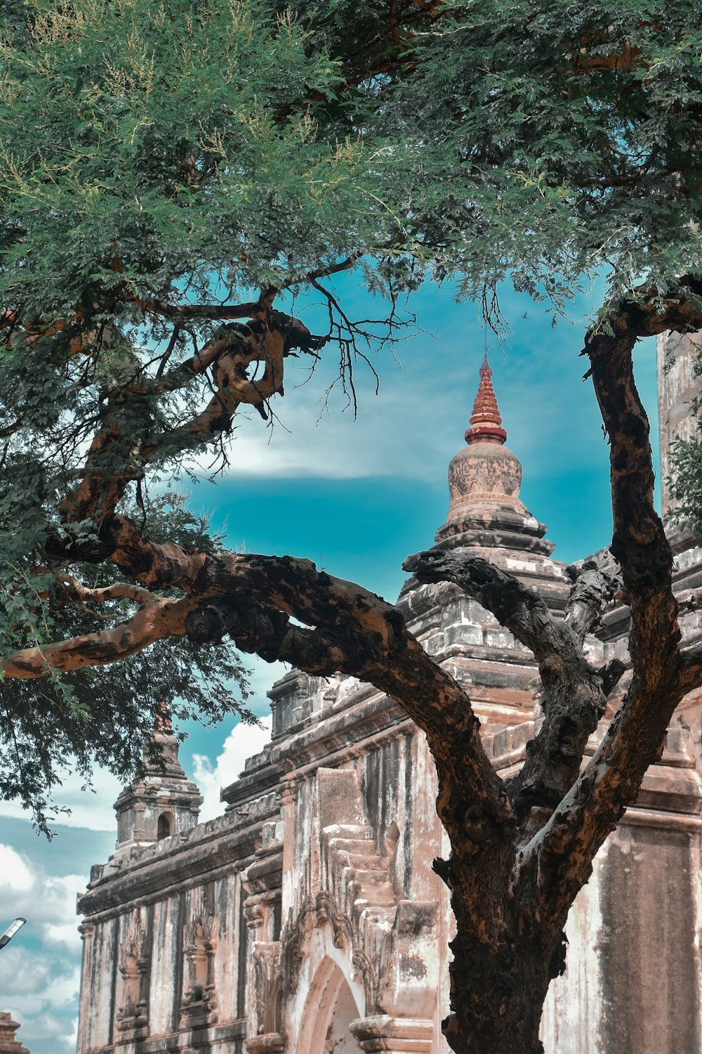 green tree near temple