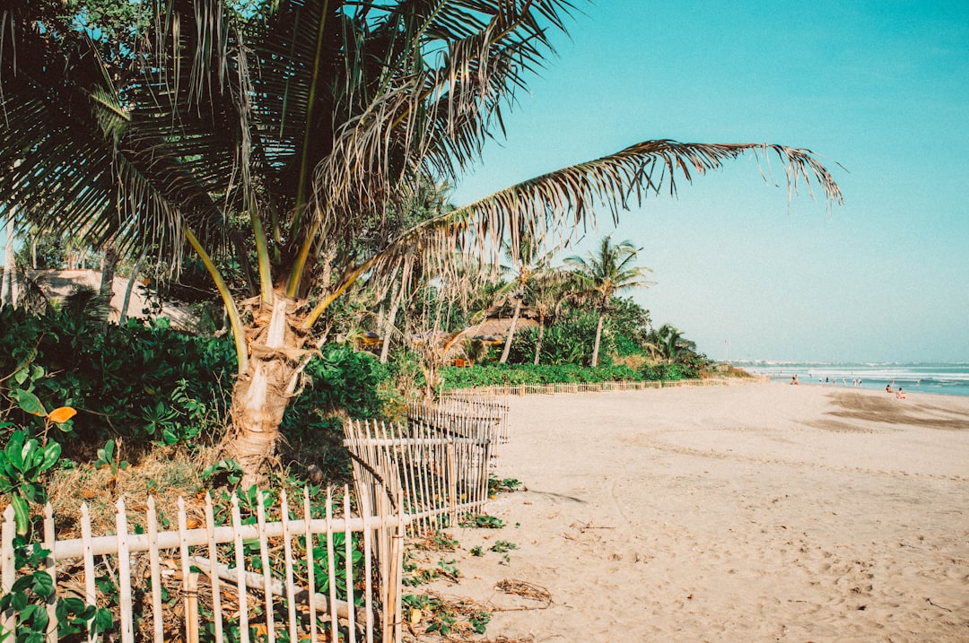 green palm tree near shore
