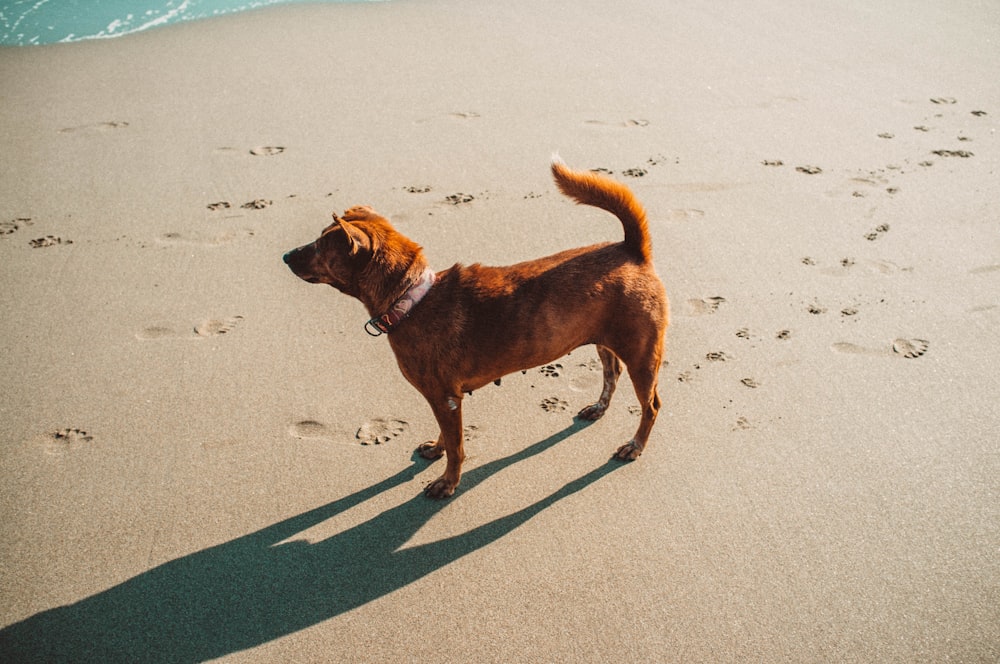 short-coat brown dog on grey sand