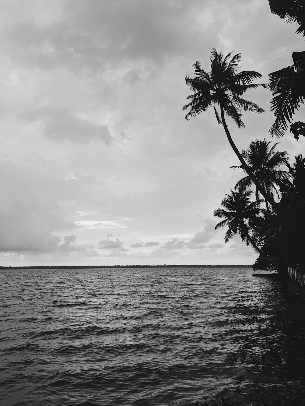 grayscale photography of palm trees beside sea