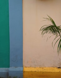 A vibrant wall with sections painted in green, blue, and pastel yellow, intersecting with a bold yellow lower part. A green palm leaf slightly arches over the pastel yellow section, adding a touch of natural contrast.