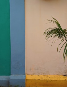 A vibrant wall with sections painted in green, blue, and pastel yellow, intersecting with a bold yellow lower part. A green palm leaf slightly arches over the pastel yellow section, adding a touch of natural contrast.