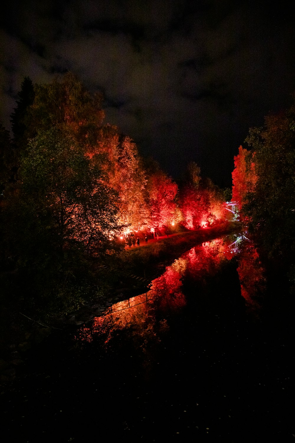 trees at night