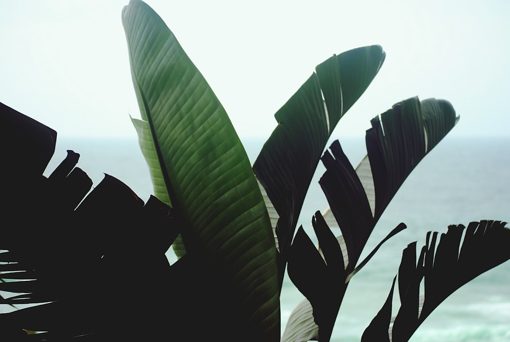 green leaf banana tree