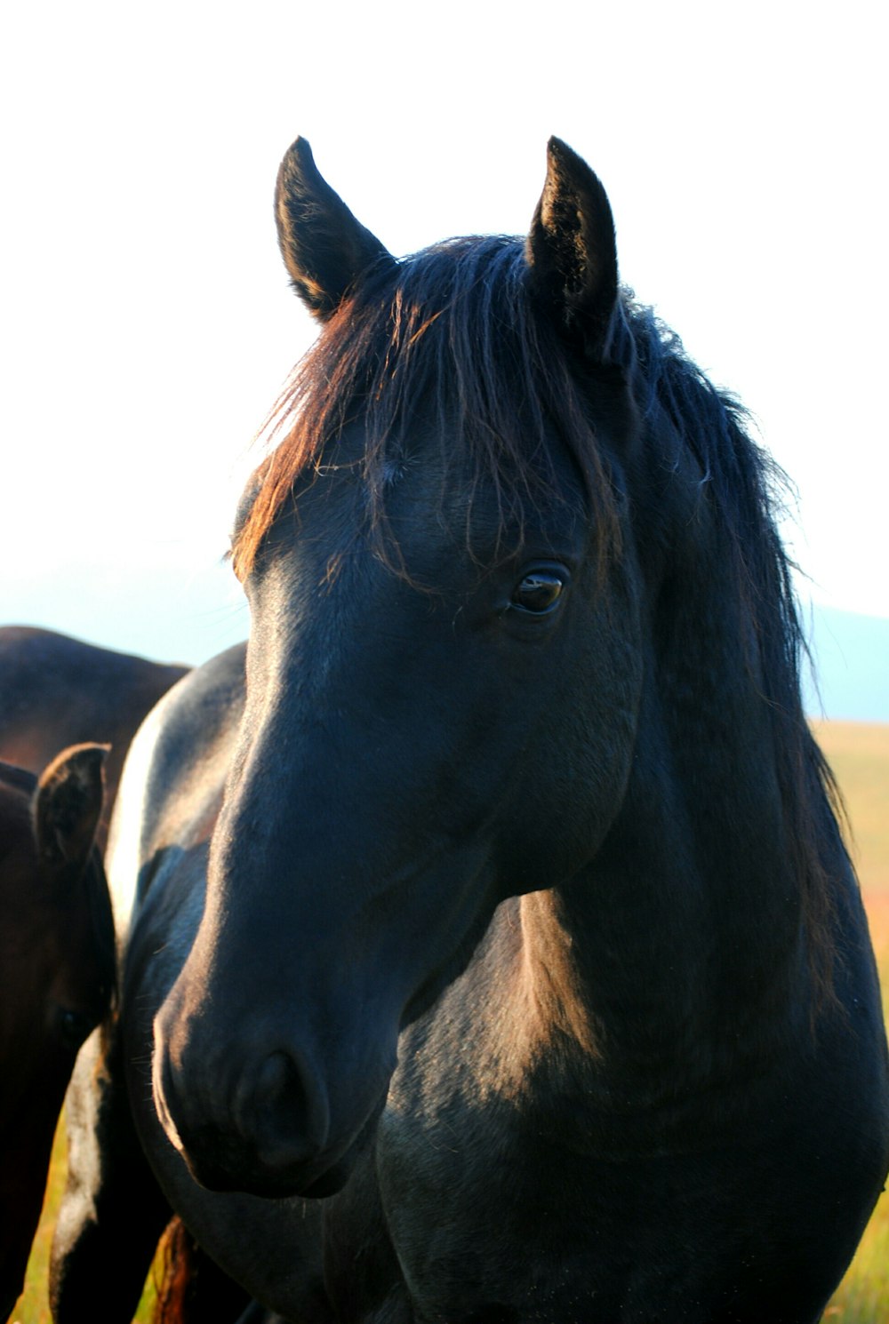 black horse