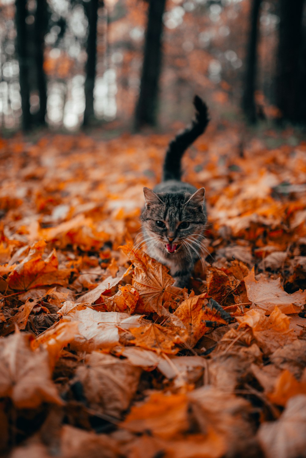 gray cat walking on fallen leaves