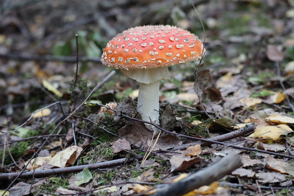 orange and white mushroom