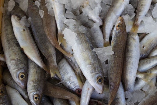 A pile of fish on ice, with various sizes and hues, displaying slick, shiny skin. Some fish are positioned with their eyes visible, surrounded by crushed ice fragments.
