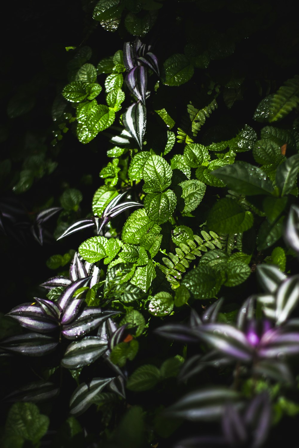 green-leafed plants