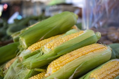 yellow corn lot sweet corn teams background