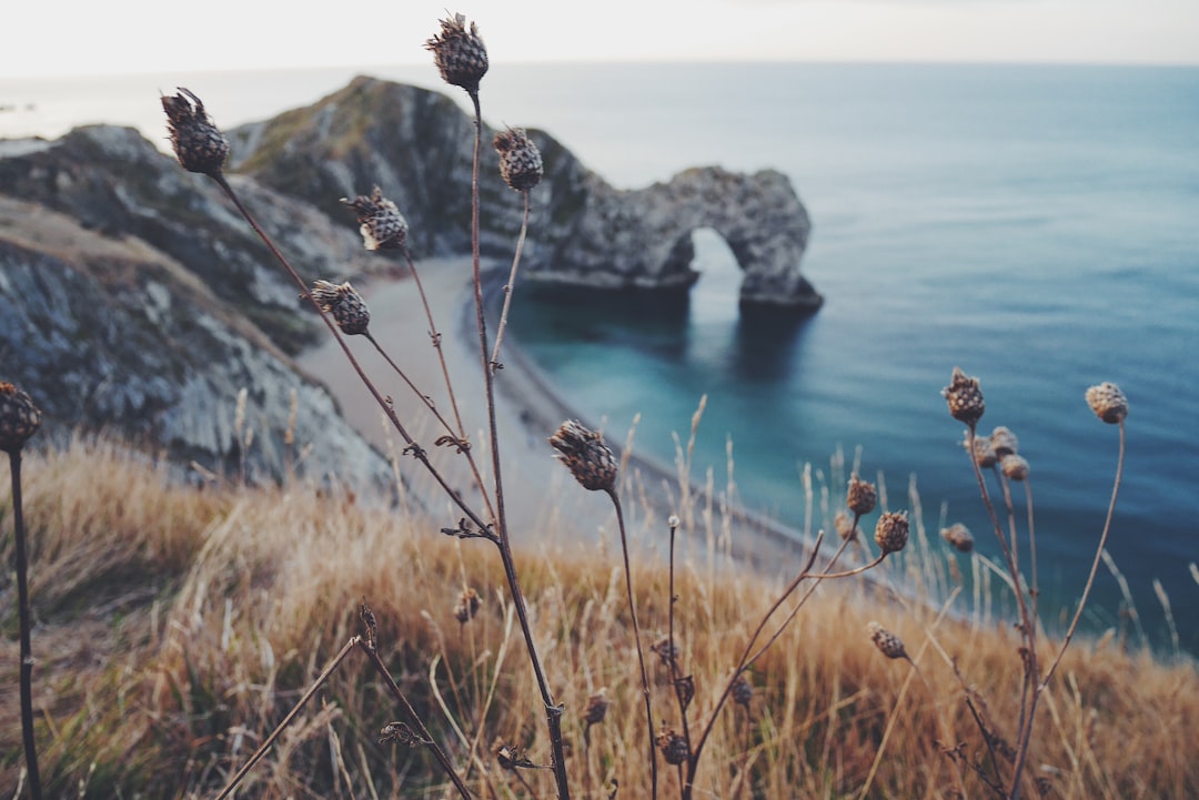 brown plants on sea cliff during daytime