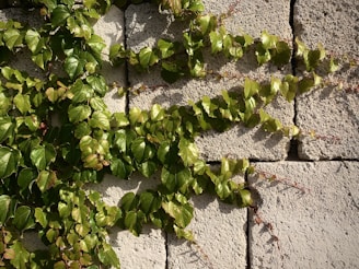 Soft-focus image of a lush green ivy climbing a textured stone wall, bathed in gentle sunlight