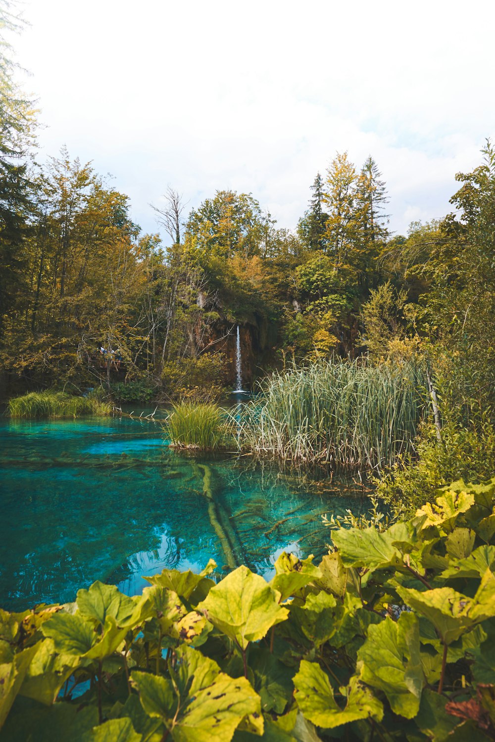 lac entouré d’arbres et de plantes