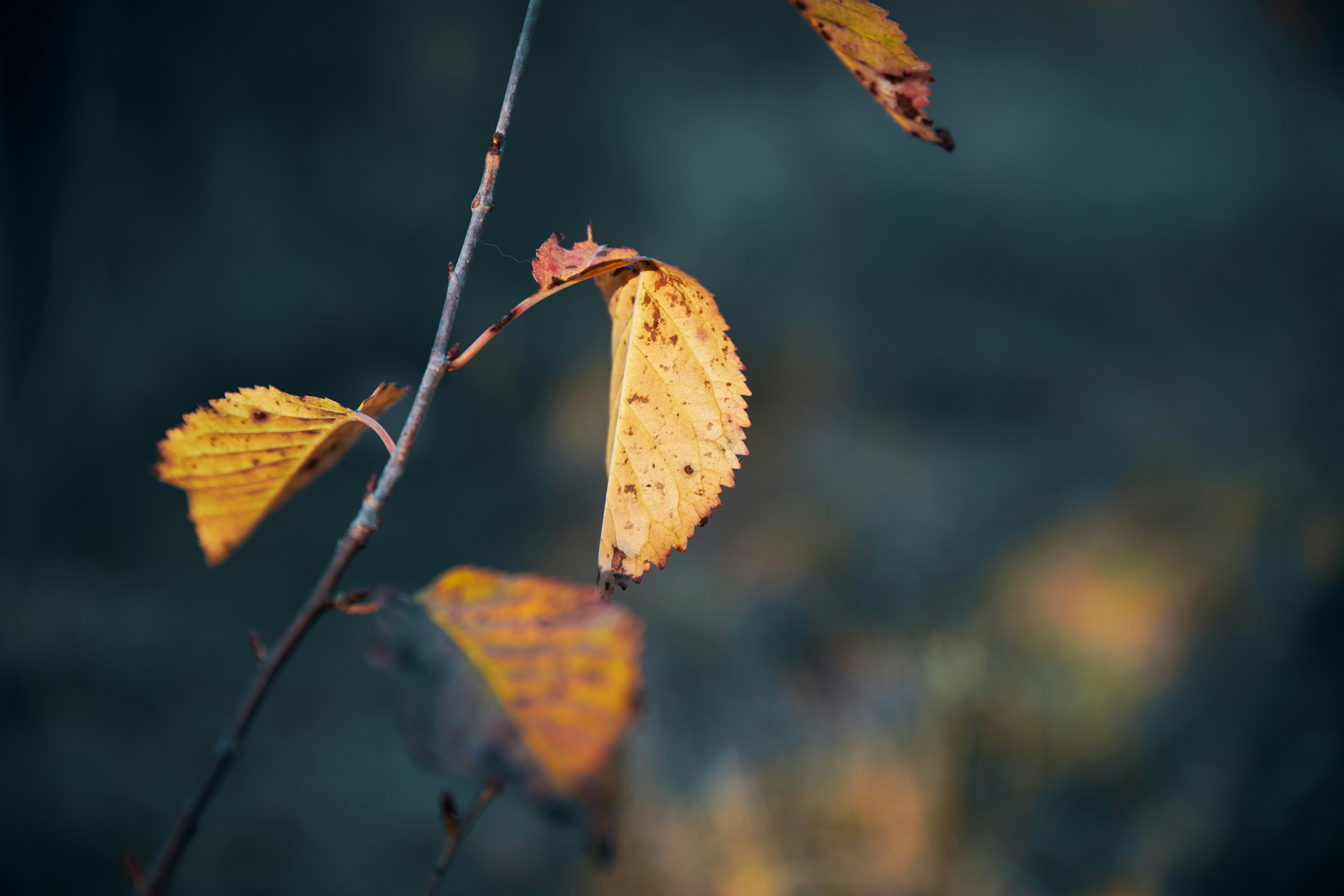 Photo by michaeloeser