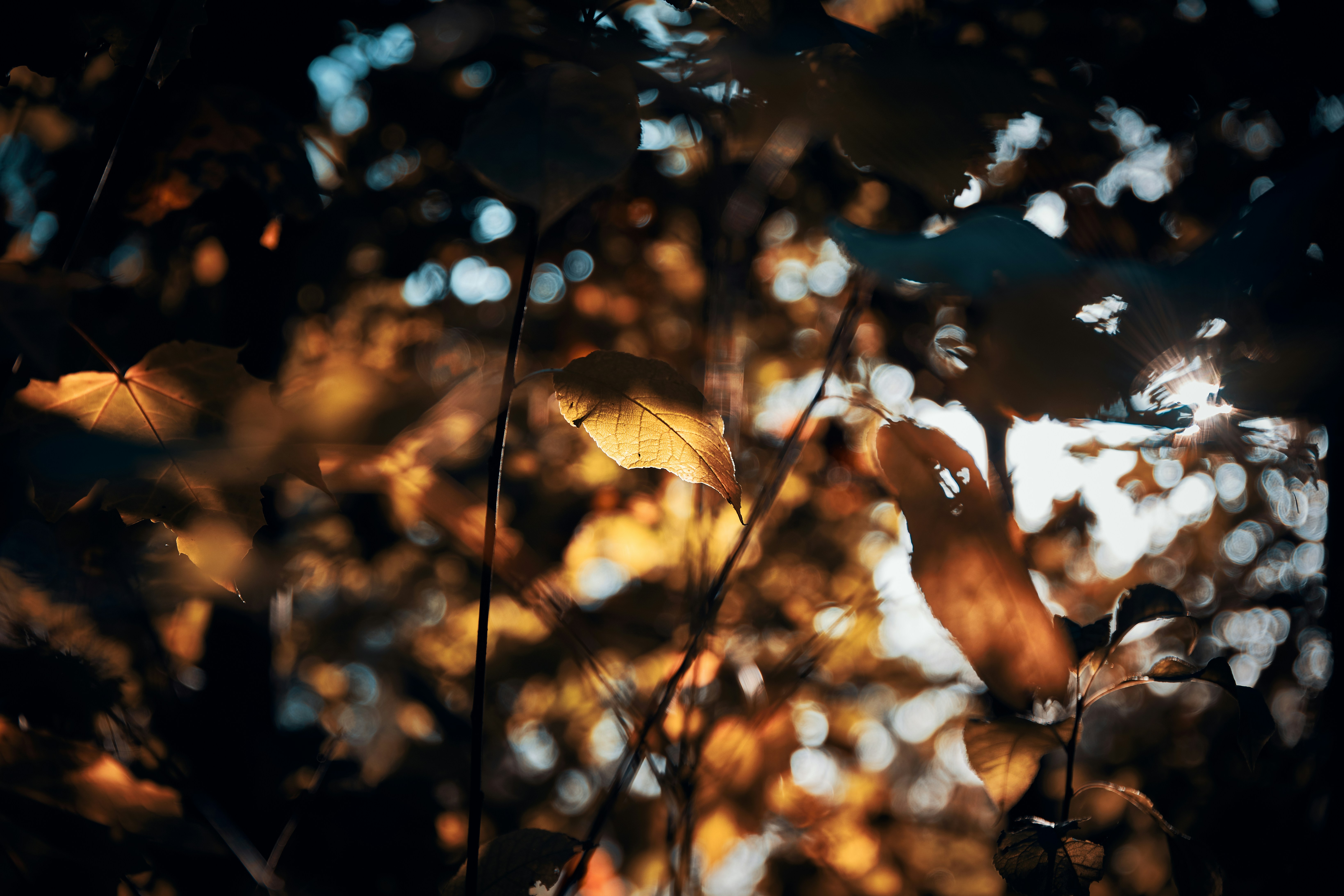 Photo by michaeloeser