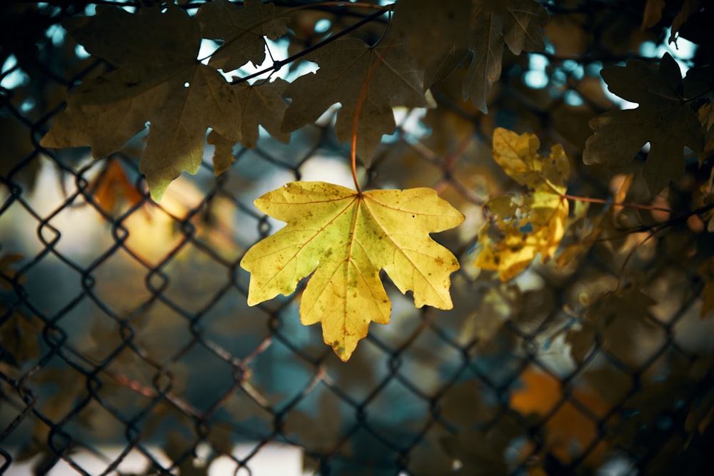 green maple leaves near gray chain link fence