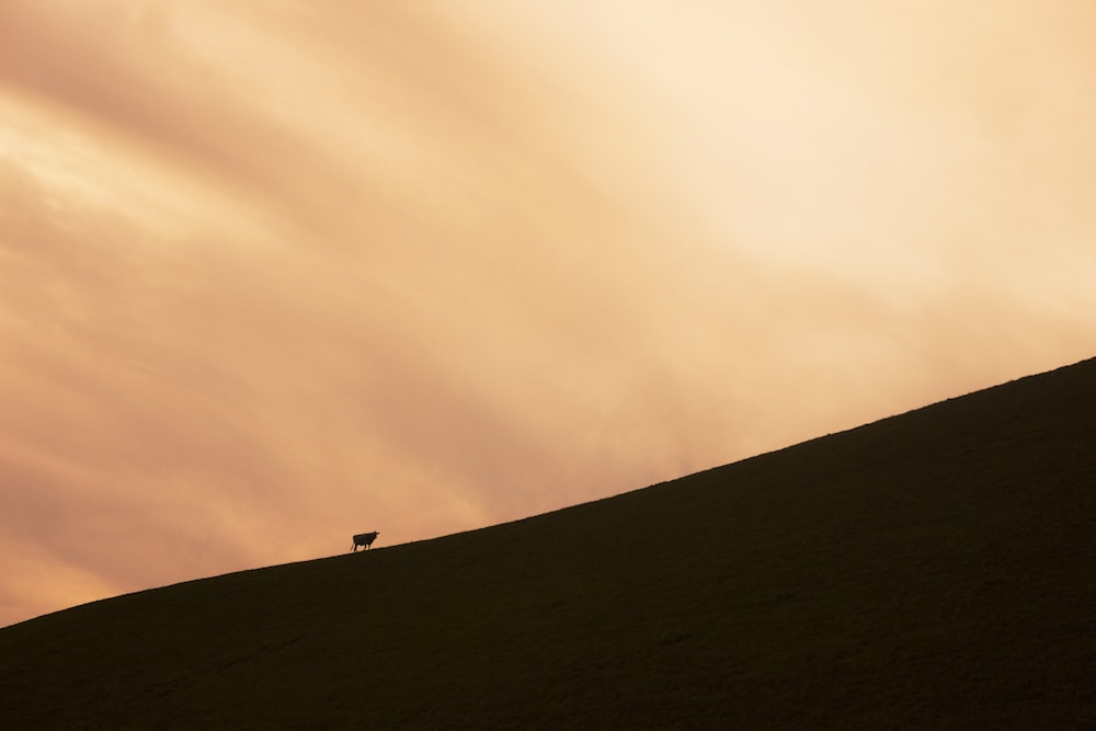 a lone bird standing on top of a hill under a cloudy sky