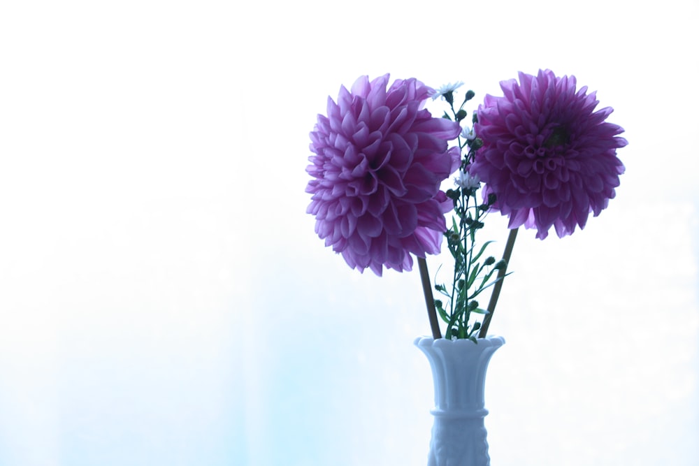 purple-petaled flower