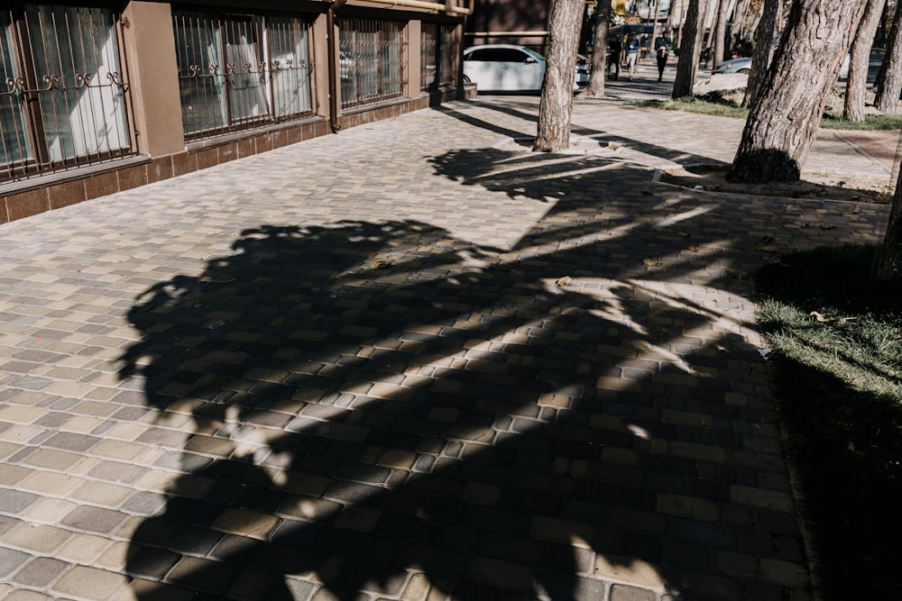 tree shadows on concrete pavement during daytime