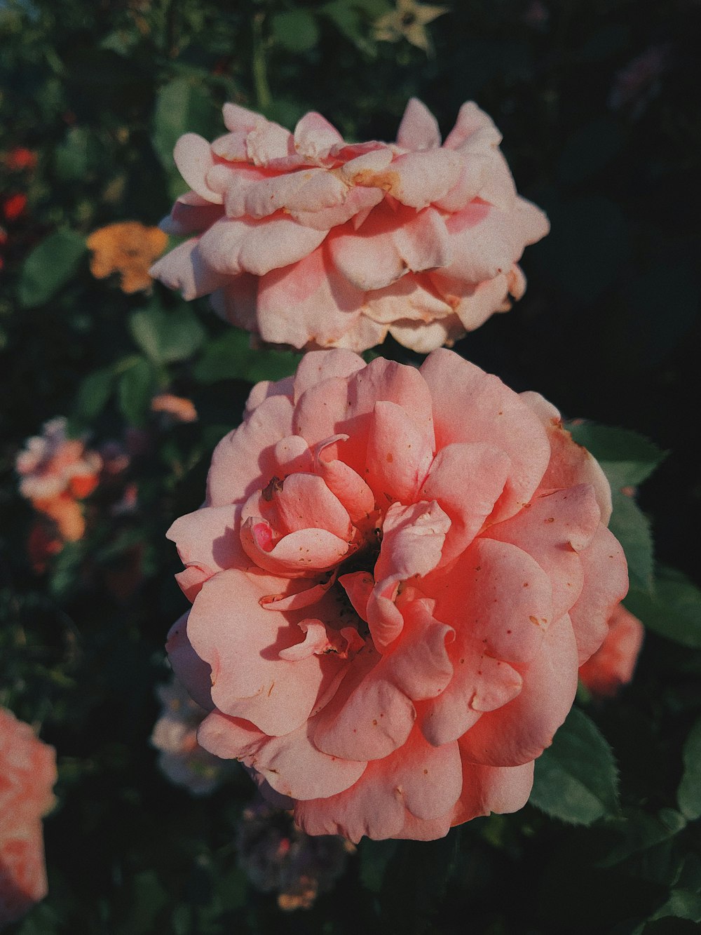 pink petaled flower