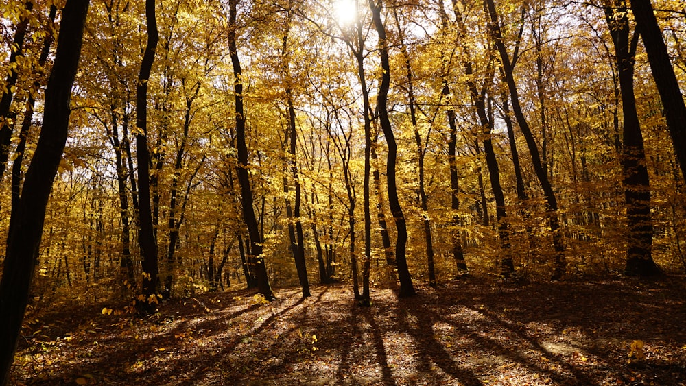 brown and green trees