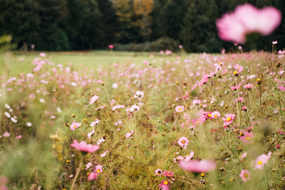 Campo de flores rosadas