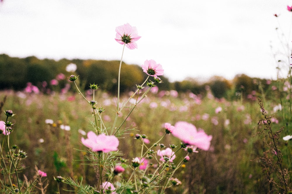 pink flower field