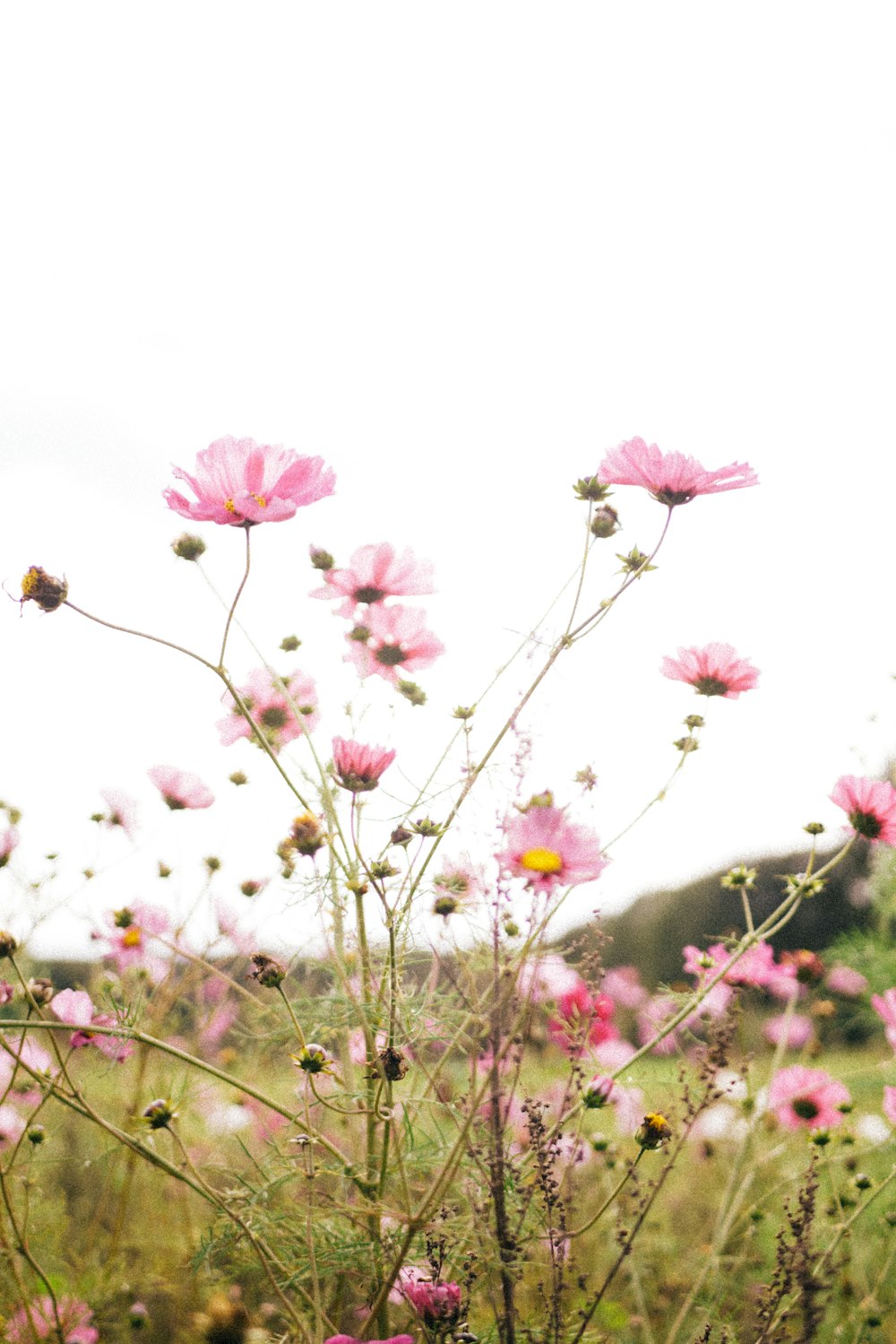 pink-petaled flowers