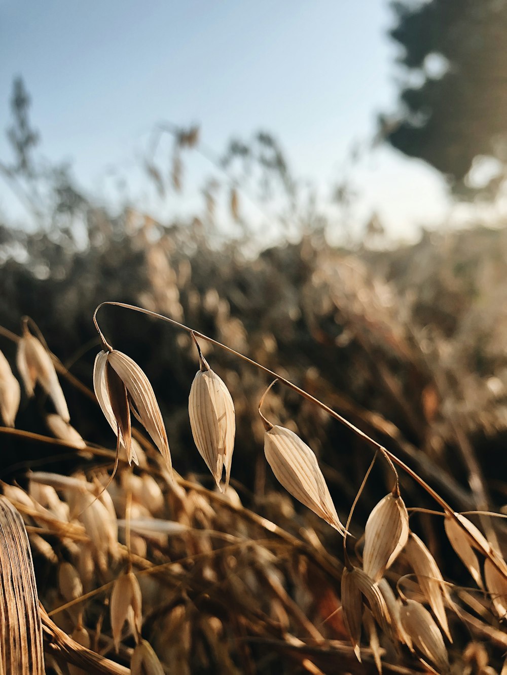 brown wheat