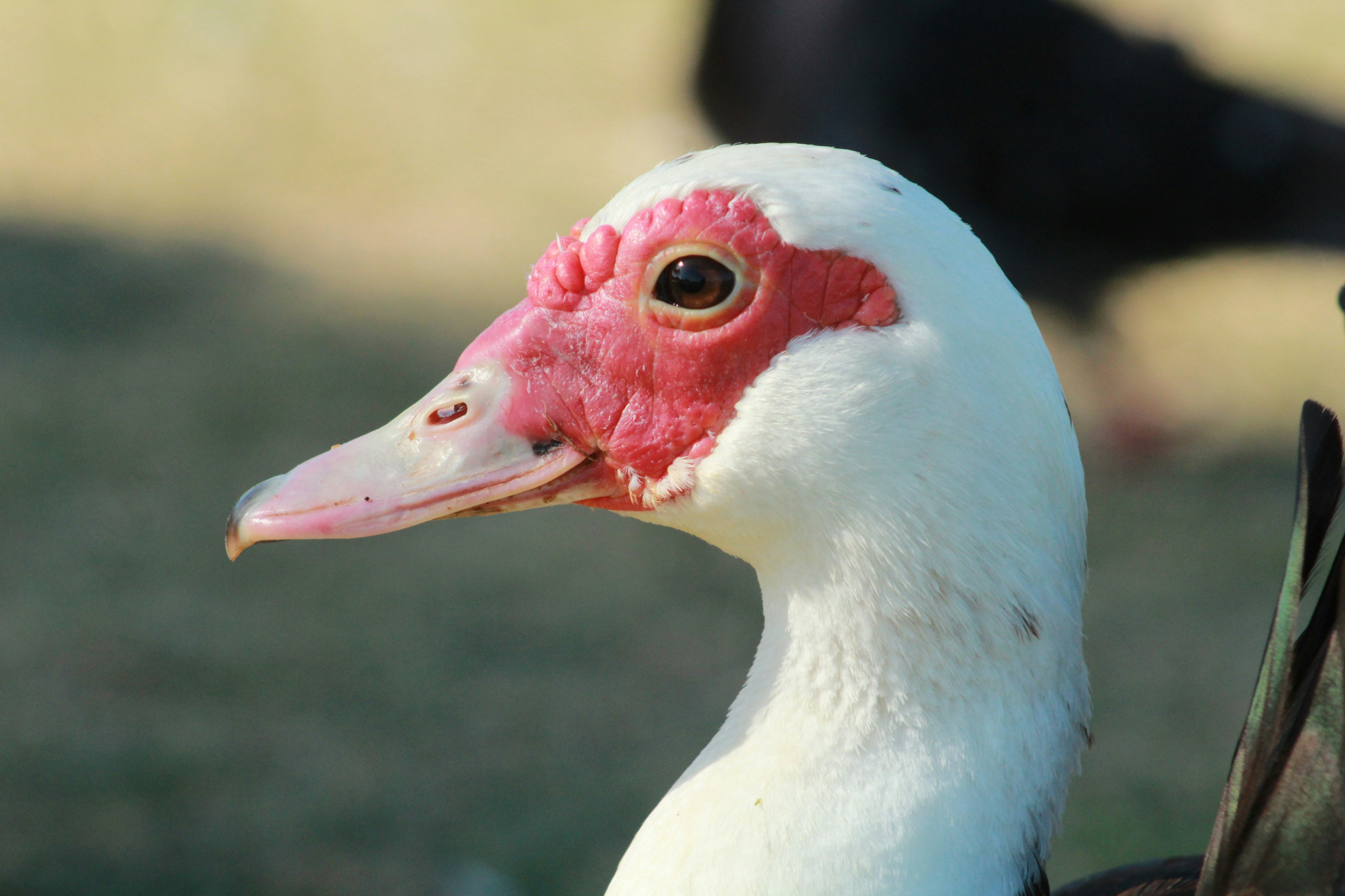 Photo by carmelita_rodrigues