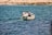 A small boat with a man aboard is seen on the ocean, with a net being cast into the water. The boat is adorned with a flag that appears to have a tree emblem. The rocky coastline is visible in the background, with clear blue water surrounding the boat.