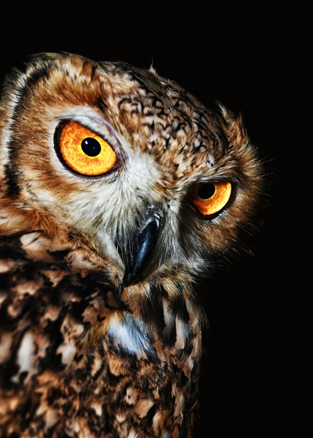  brown owl close up photo owl