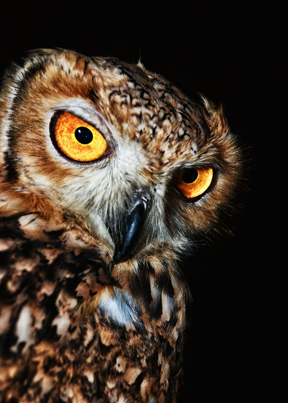brown owl close-up photo