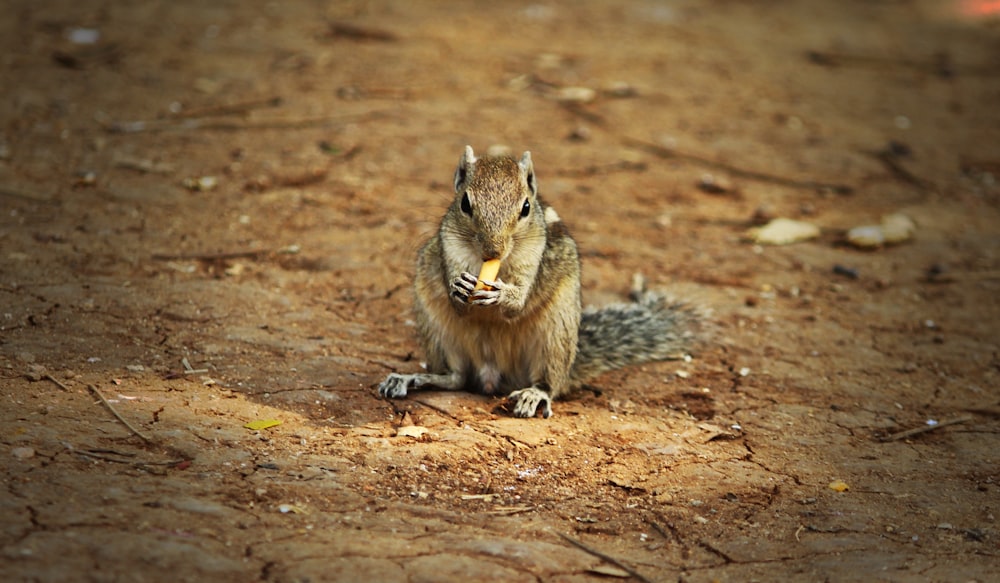 brown squirrel on ground