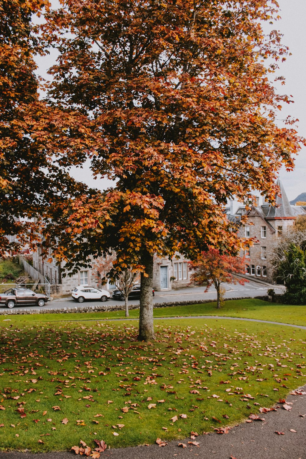 brown leaf tree