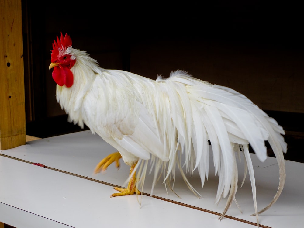 white rooster on white pavement