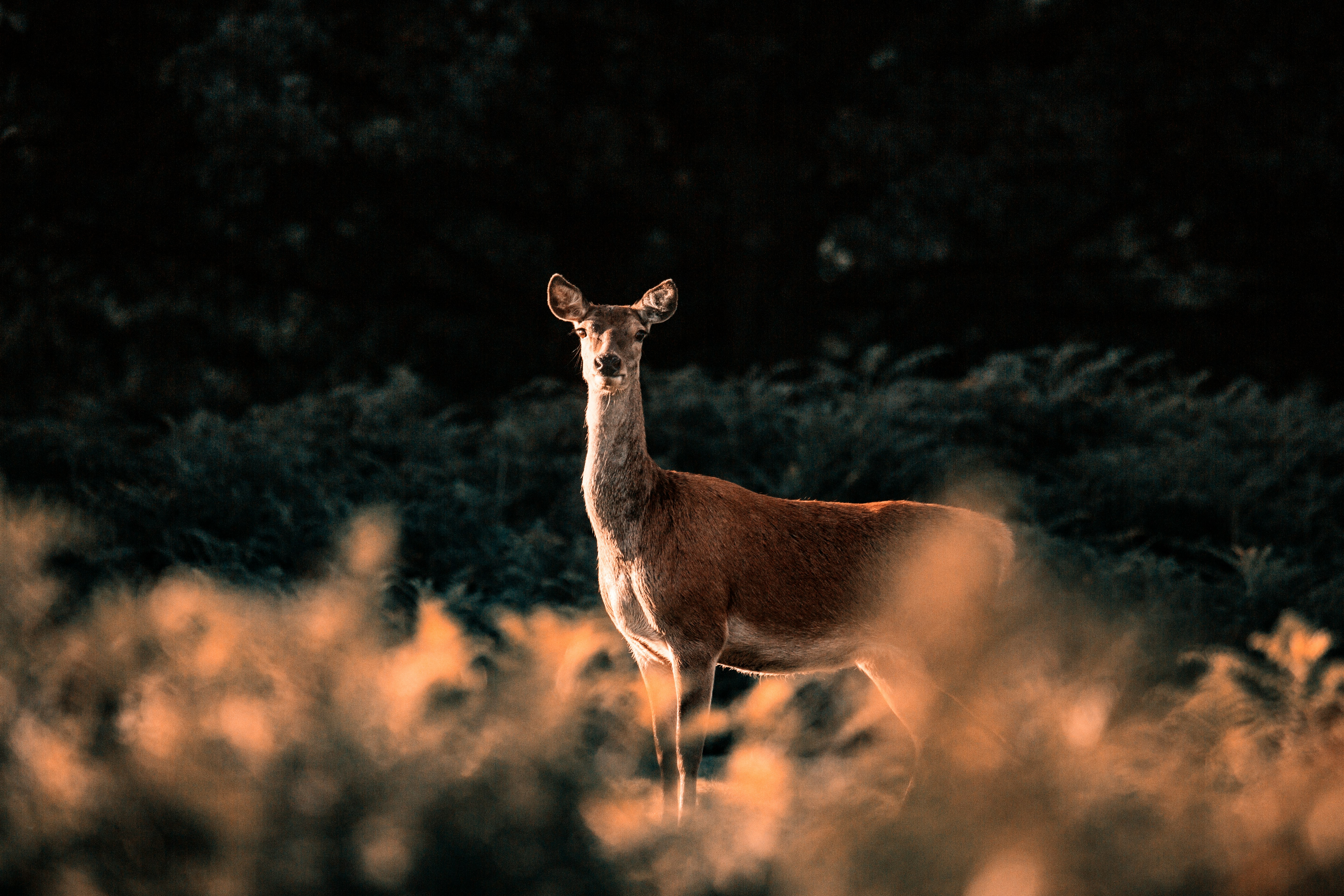 brown deer on green field during daytime