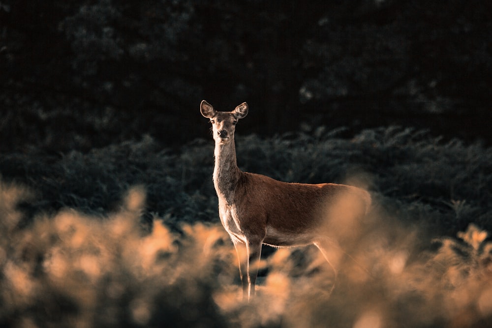 brown deer on green field during daytime