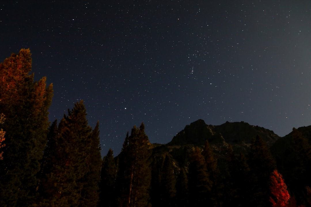 green-leafed trees during nighttime