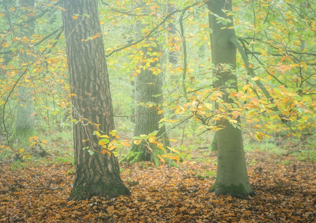 trees during day