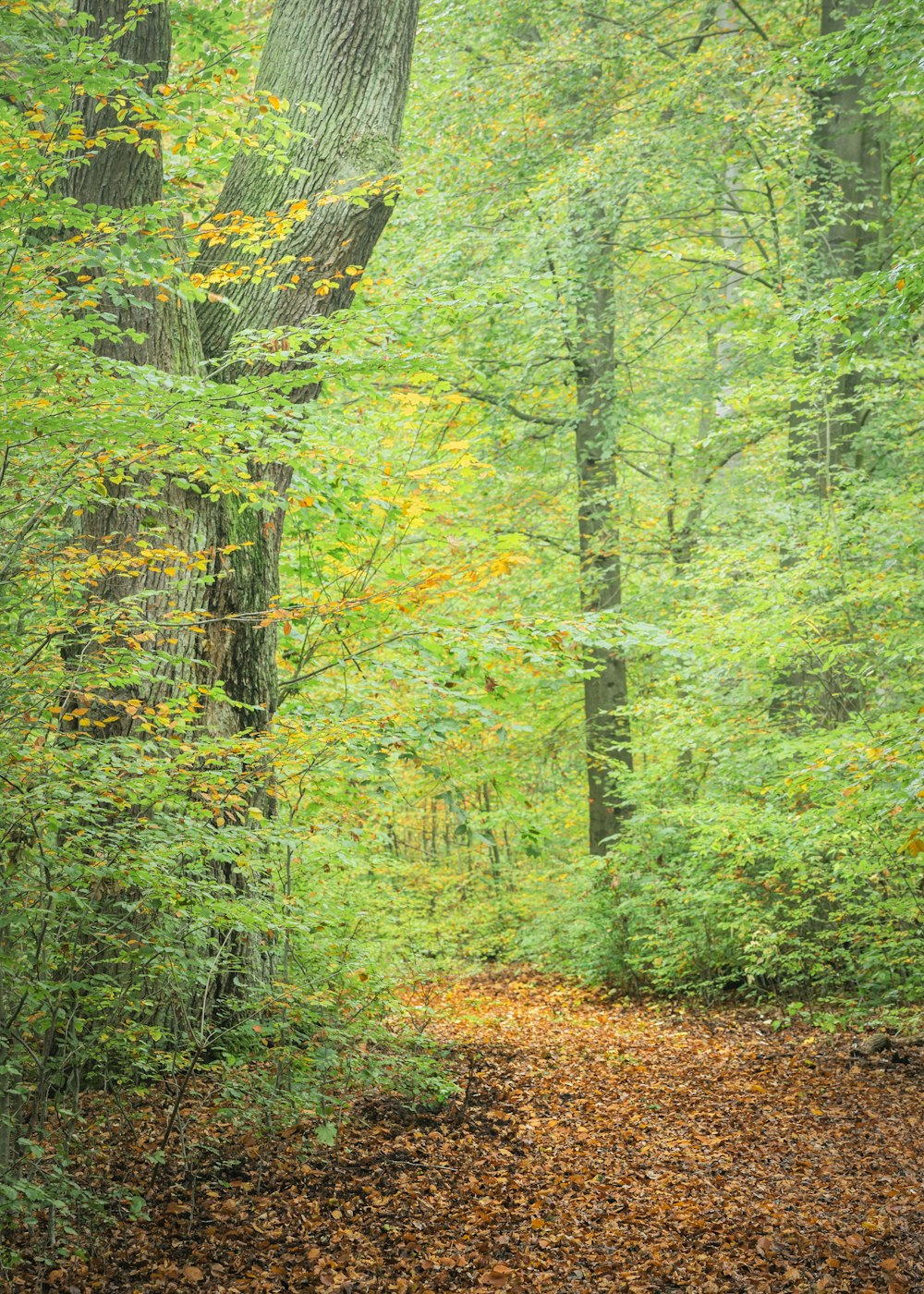 trees during day