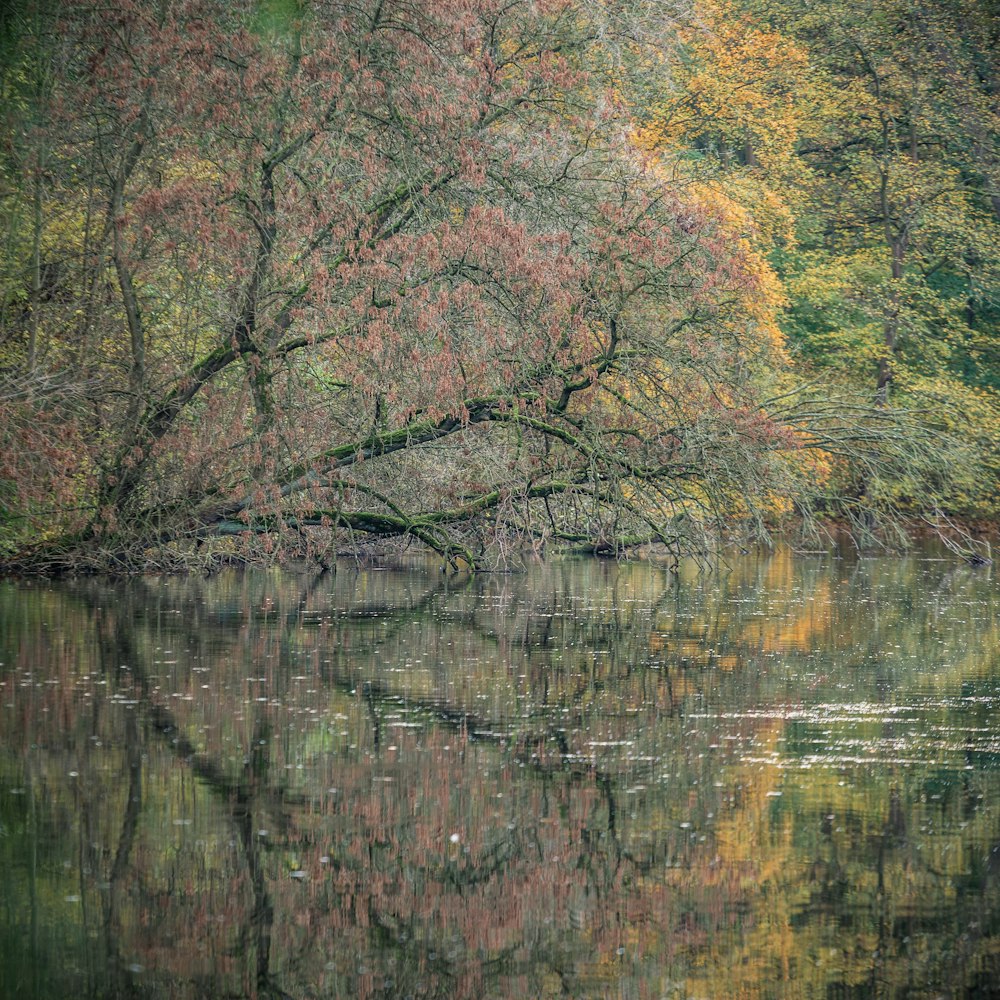 body of water surrounded with tall and green trees during daytime